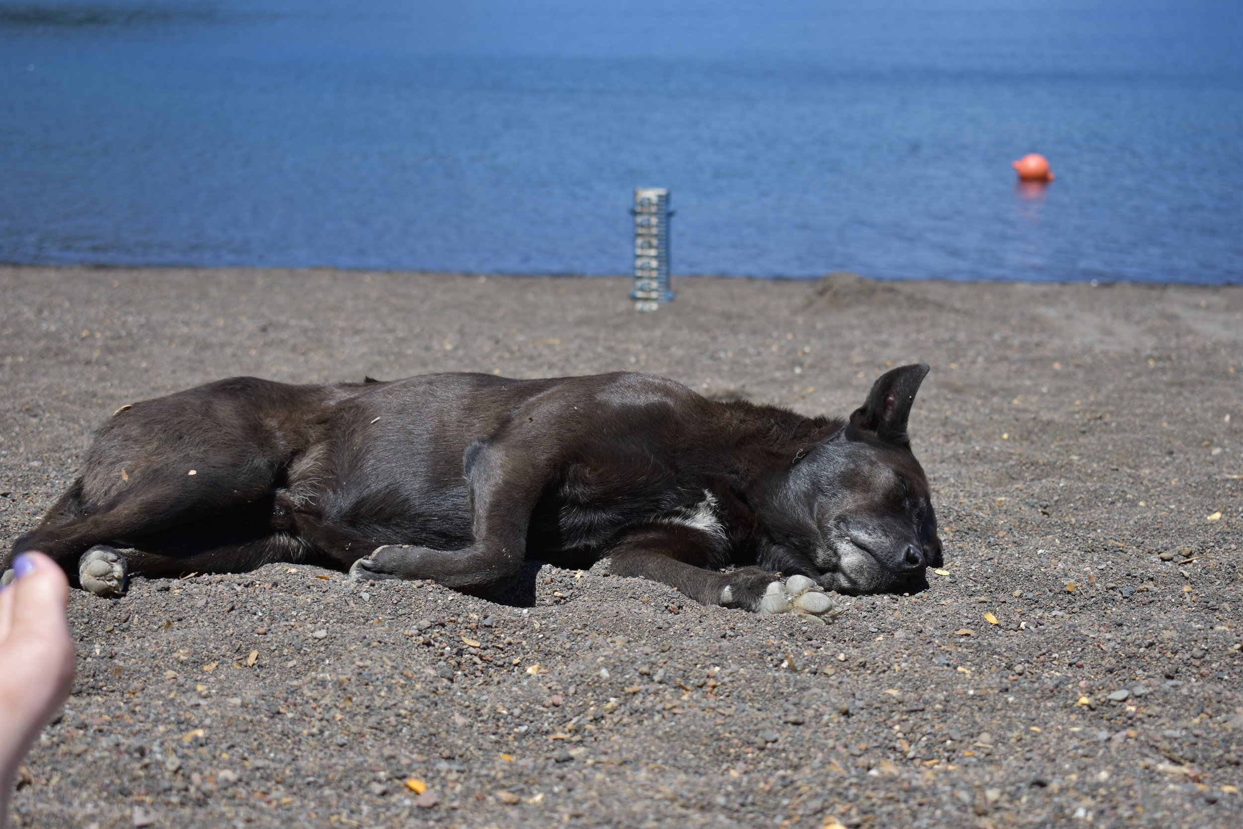 Stray Dog at Lago Pirehueico