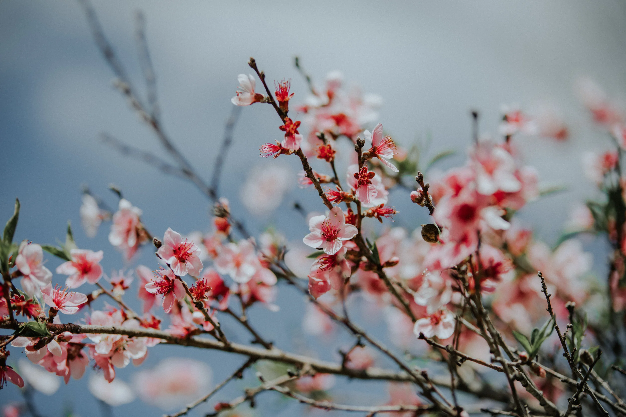 Spring-4369.jpg