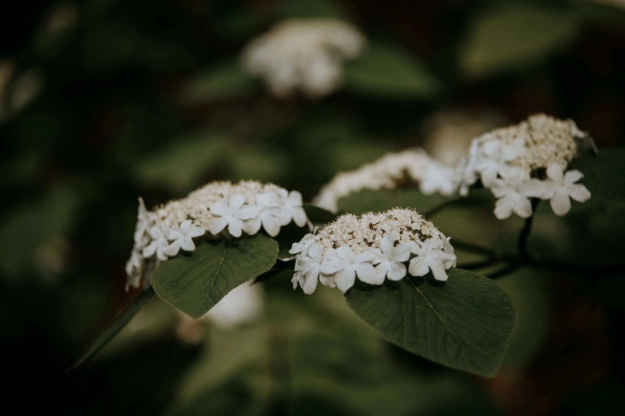 Spring-4543.jpg