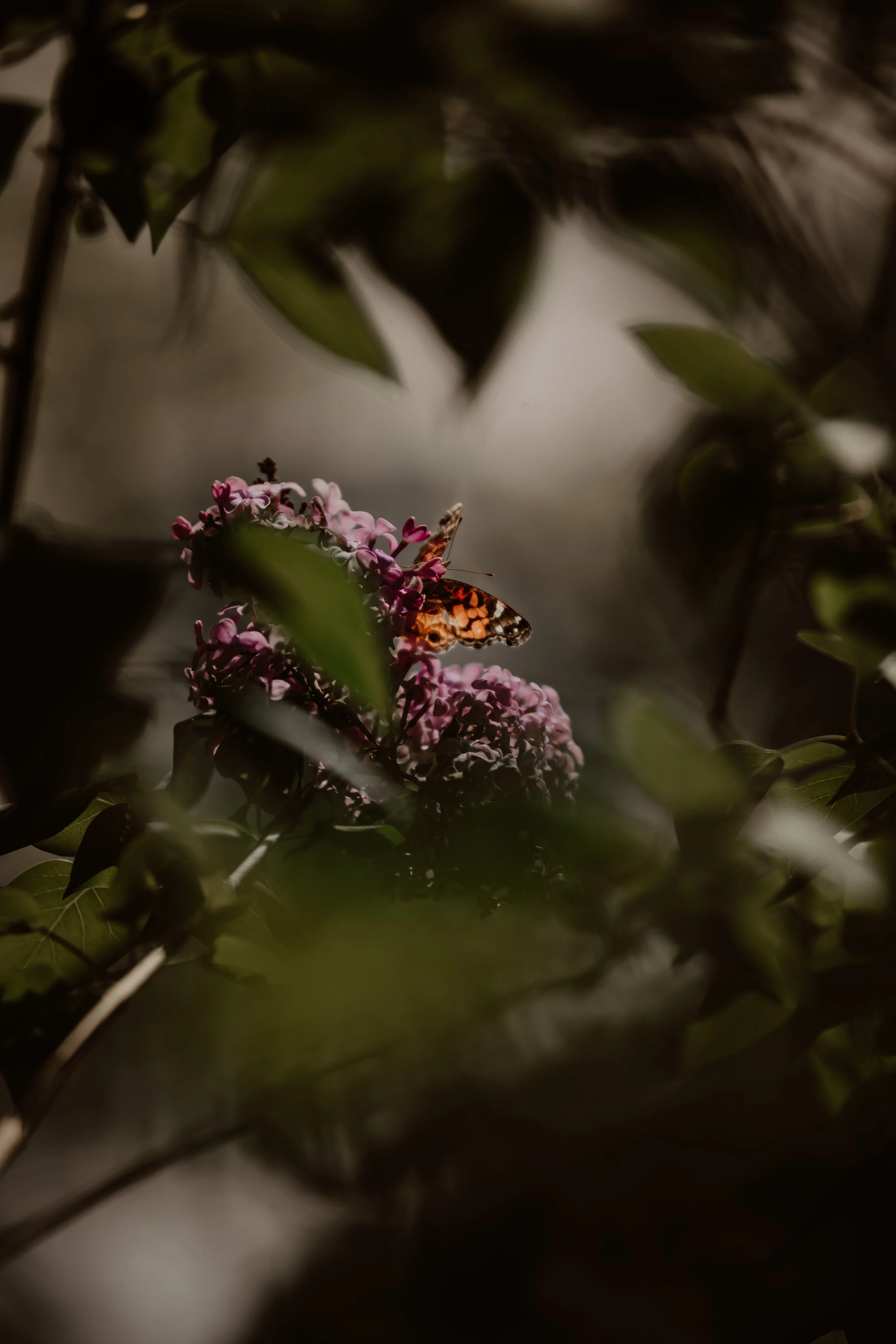Spring-4746.jpg