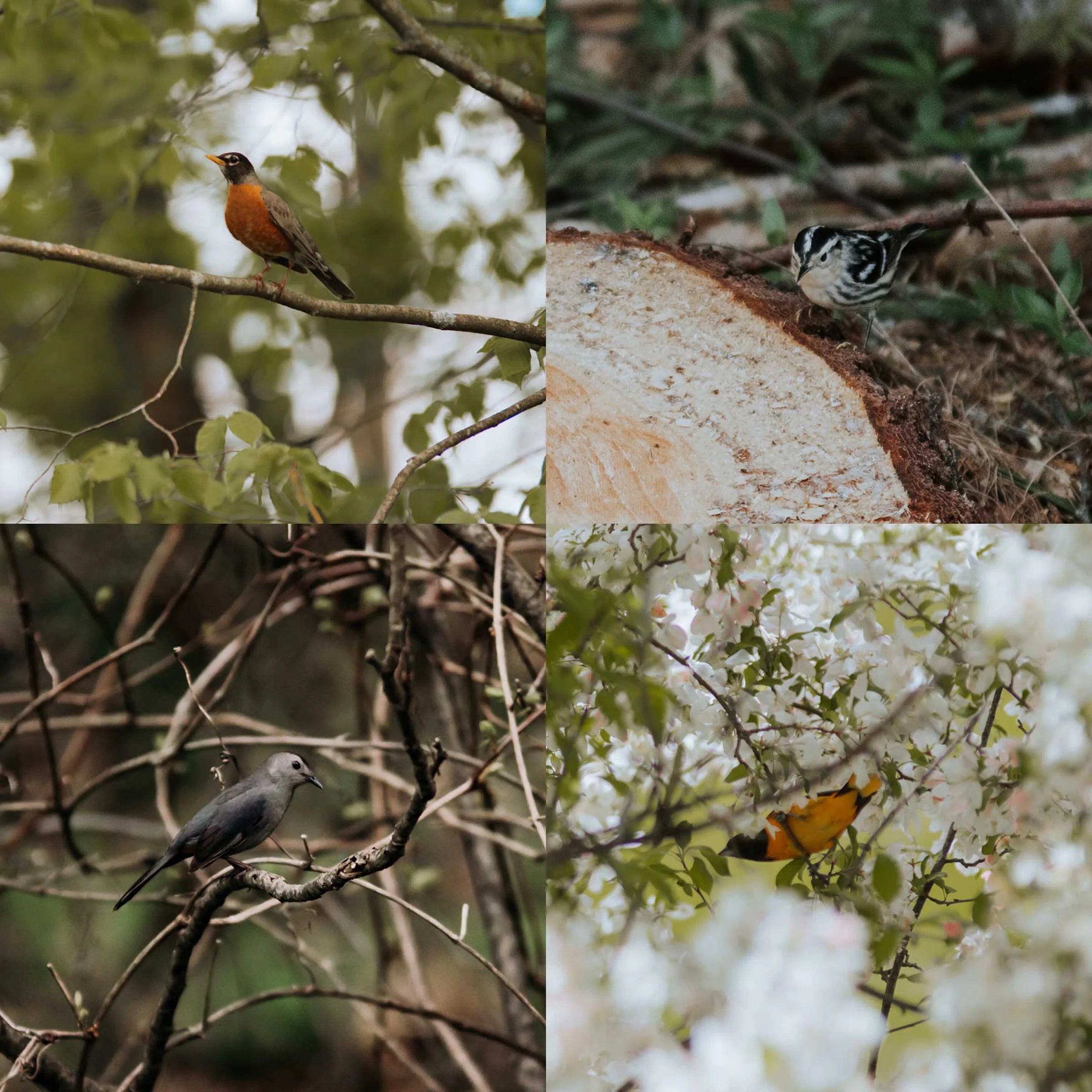 Spring Birds.jpg