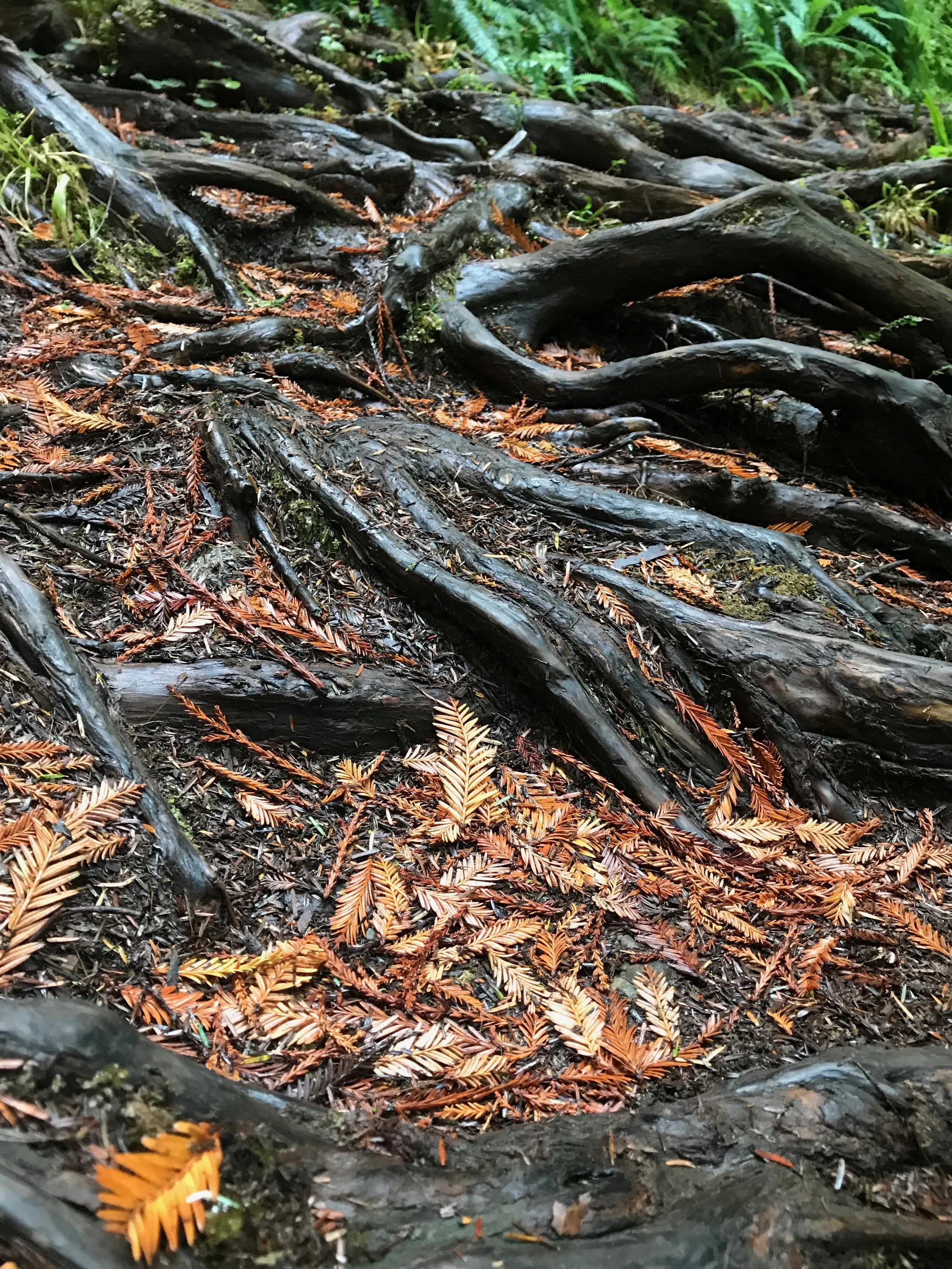 Dirt -the root of all existence