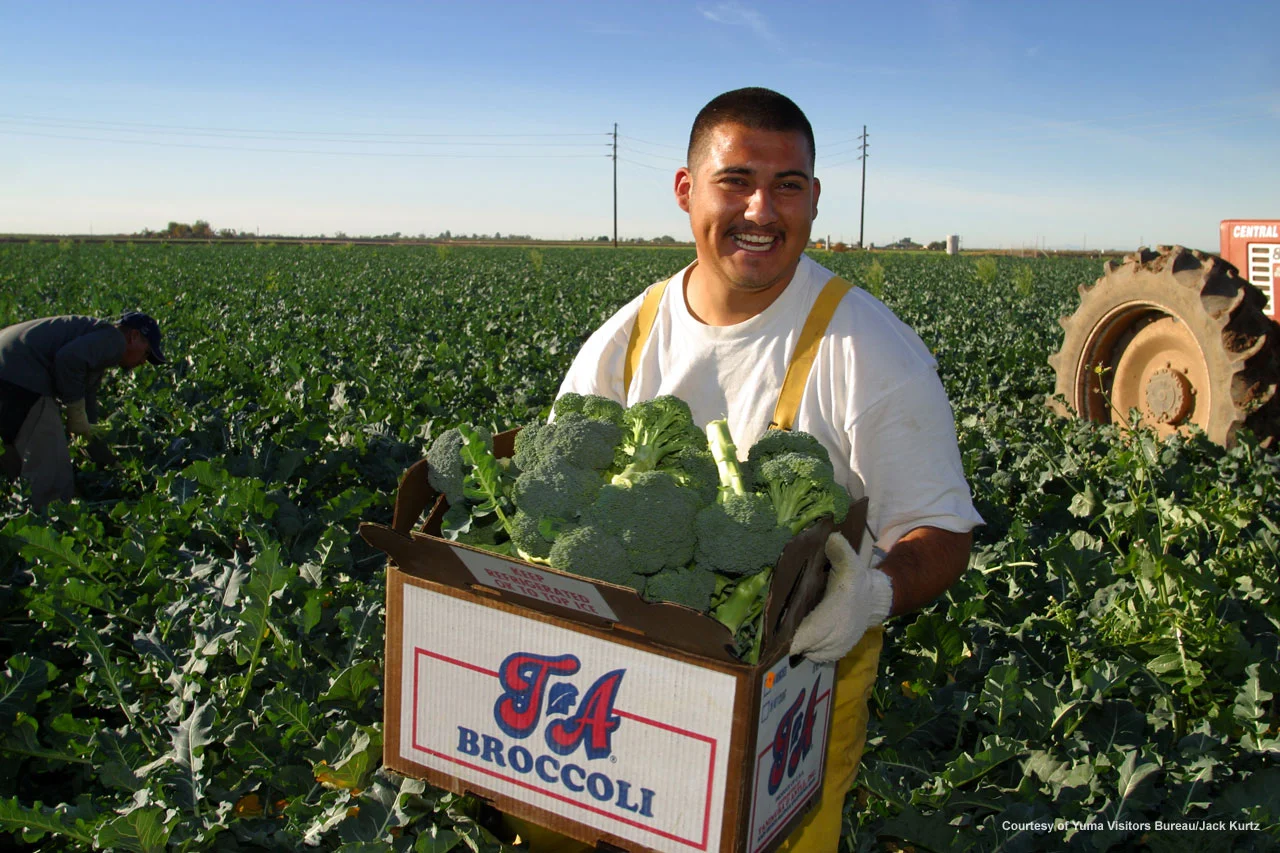 yuma_farmbureau-broccoli.jpg