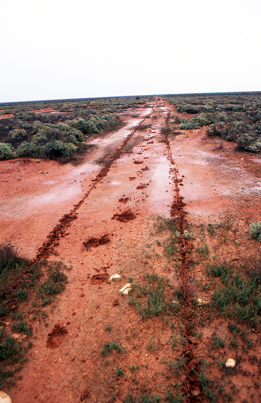Tracks in the mud,ed1.jpg