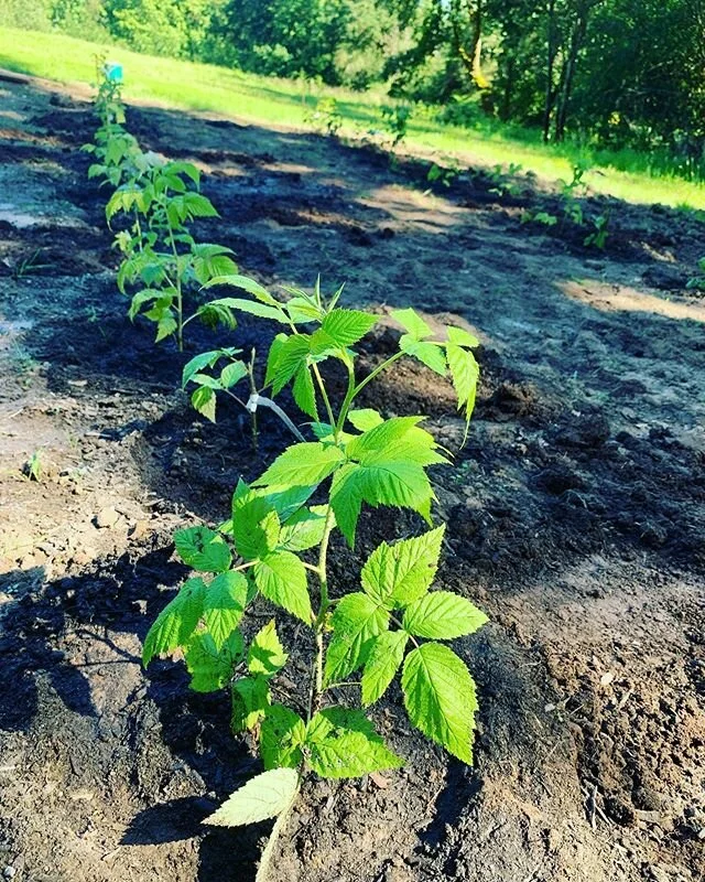 In other news.... I&rsquo;ve sort-of become a farmer. Gotta put my creative juices somewhere. 37 berry plants (raspberry, thornless blackberry, Marion berry), 4 raised garden beds, and a sun burn. #homesteading