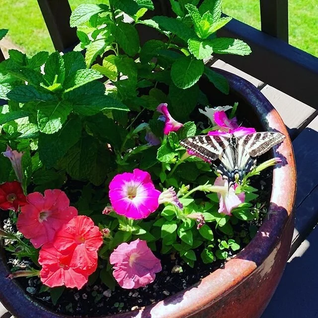 My flower/mint pot was just visited by magical beauty.