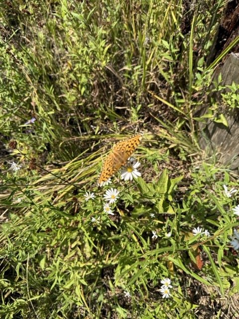 IMG_9969 Medium.jpeg