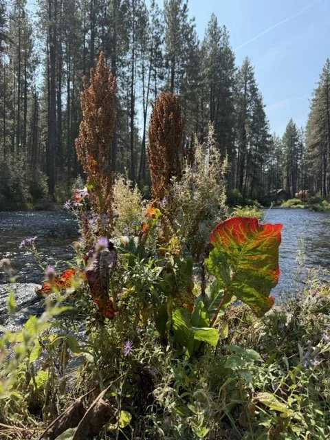 IMG_9971 Medium.jpeg