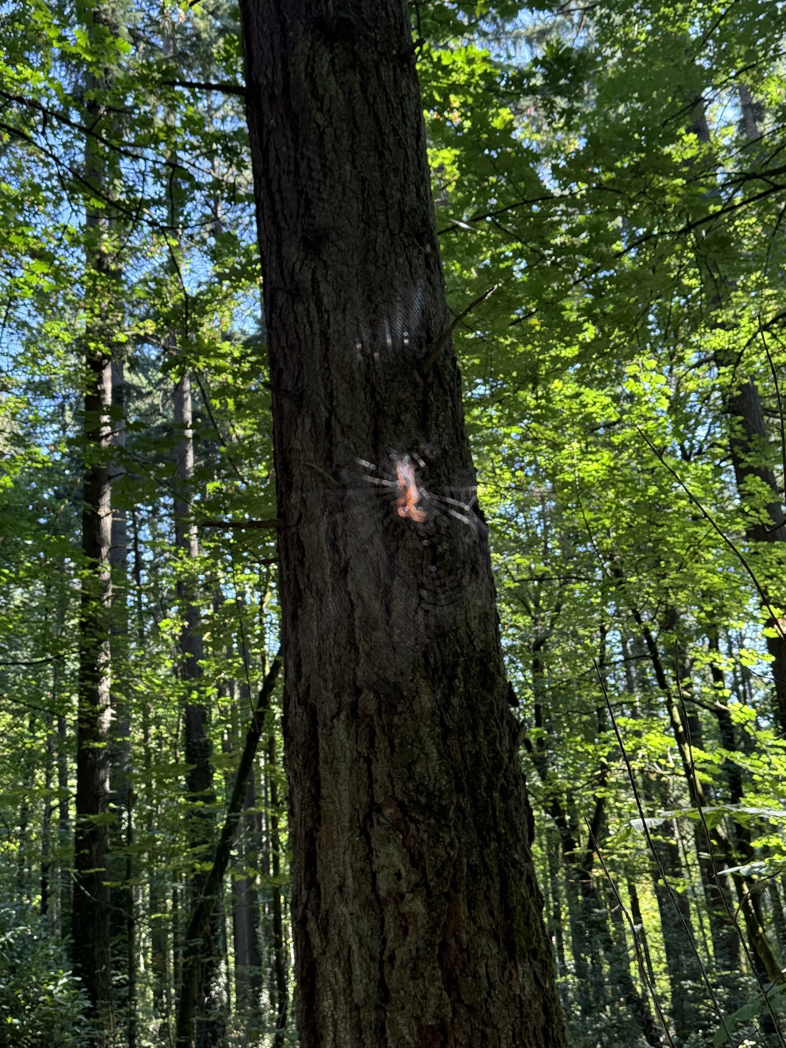 IMG_0083.jpeg