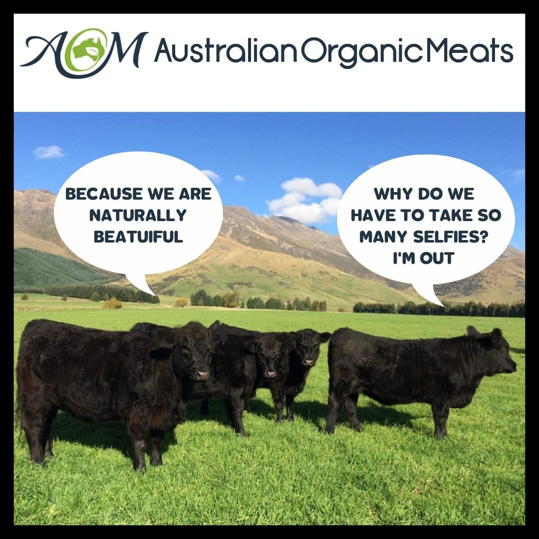 Look how beautiful our cows are. All NATURAL and all BEAUTIFUL. 🐮😍
@australianorganic @dmc_meatandseafood_ 

#AustralianOrganicMeats #AOM #Dubbo #farmlife #farm #farming #agriculture #farmer #nature #countrylife #countryliving #homestead #country #