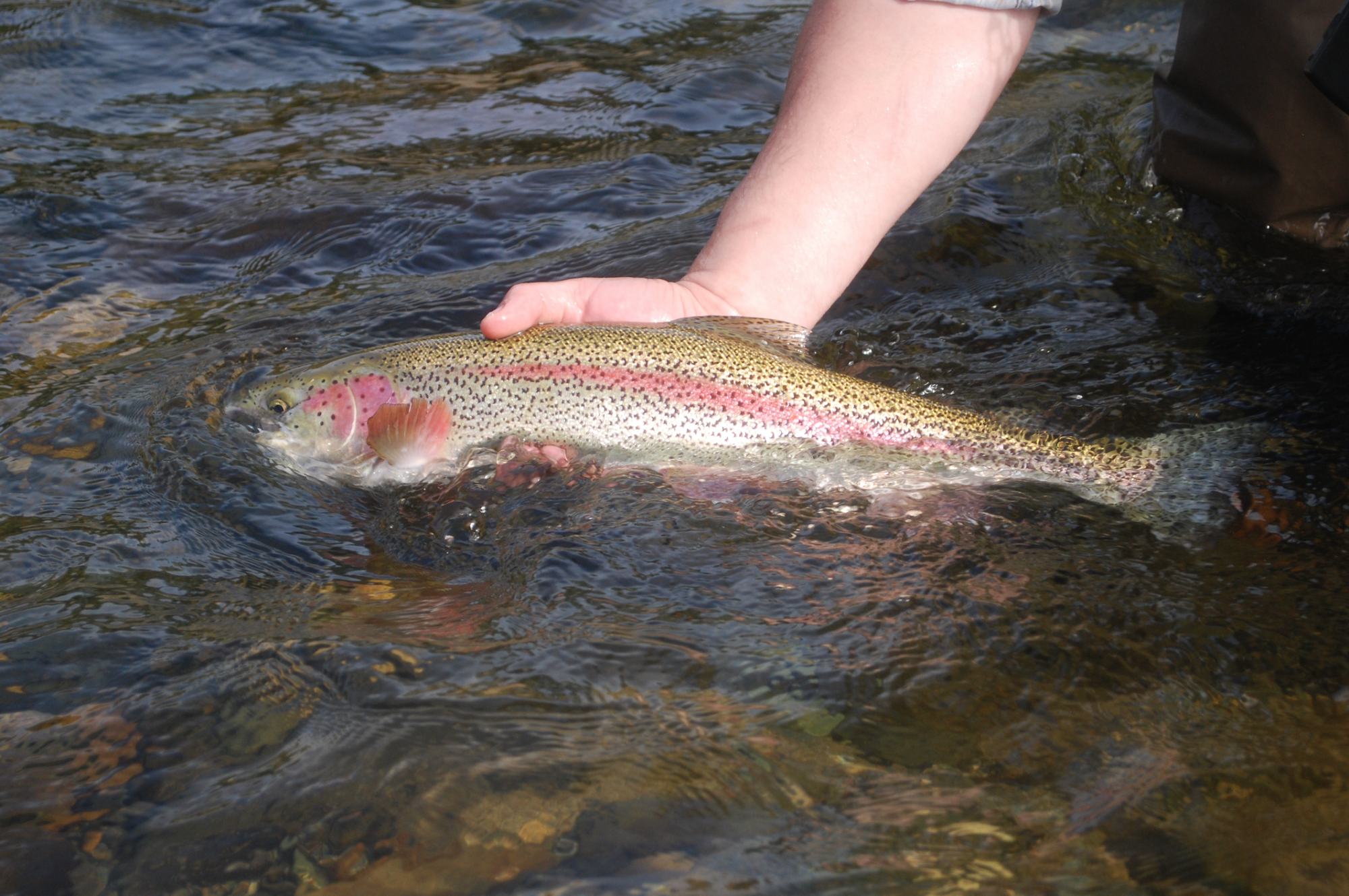 The author releasing a Susitna tributary rainbow trout. Photo: Ben Rowell