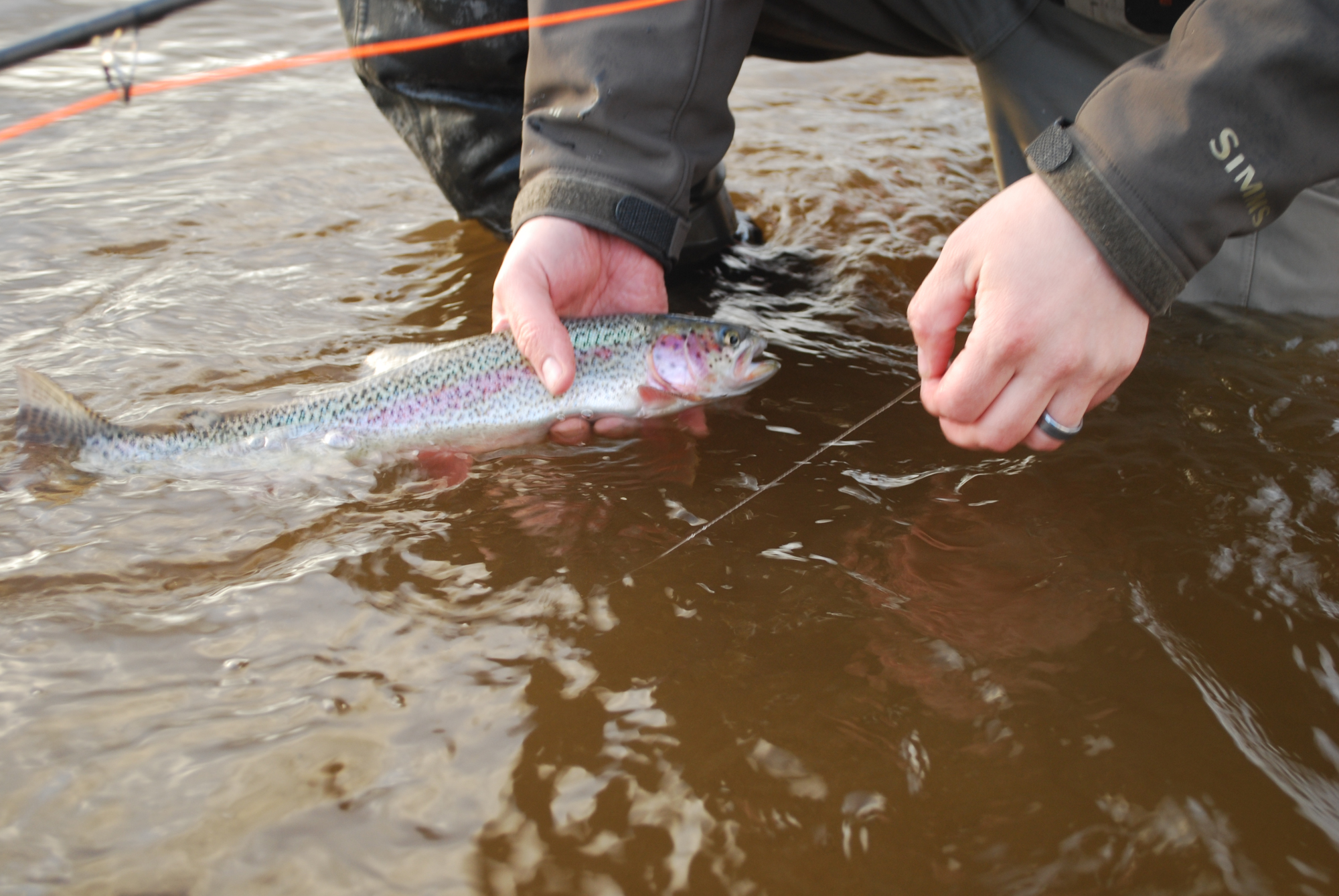 Ryan quickly releases his first catch of the season. Photo: Ben Rowell