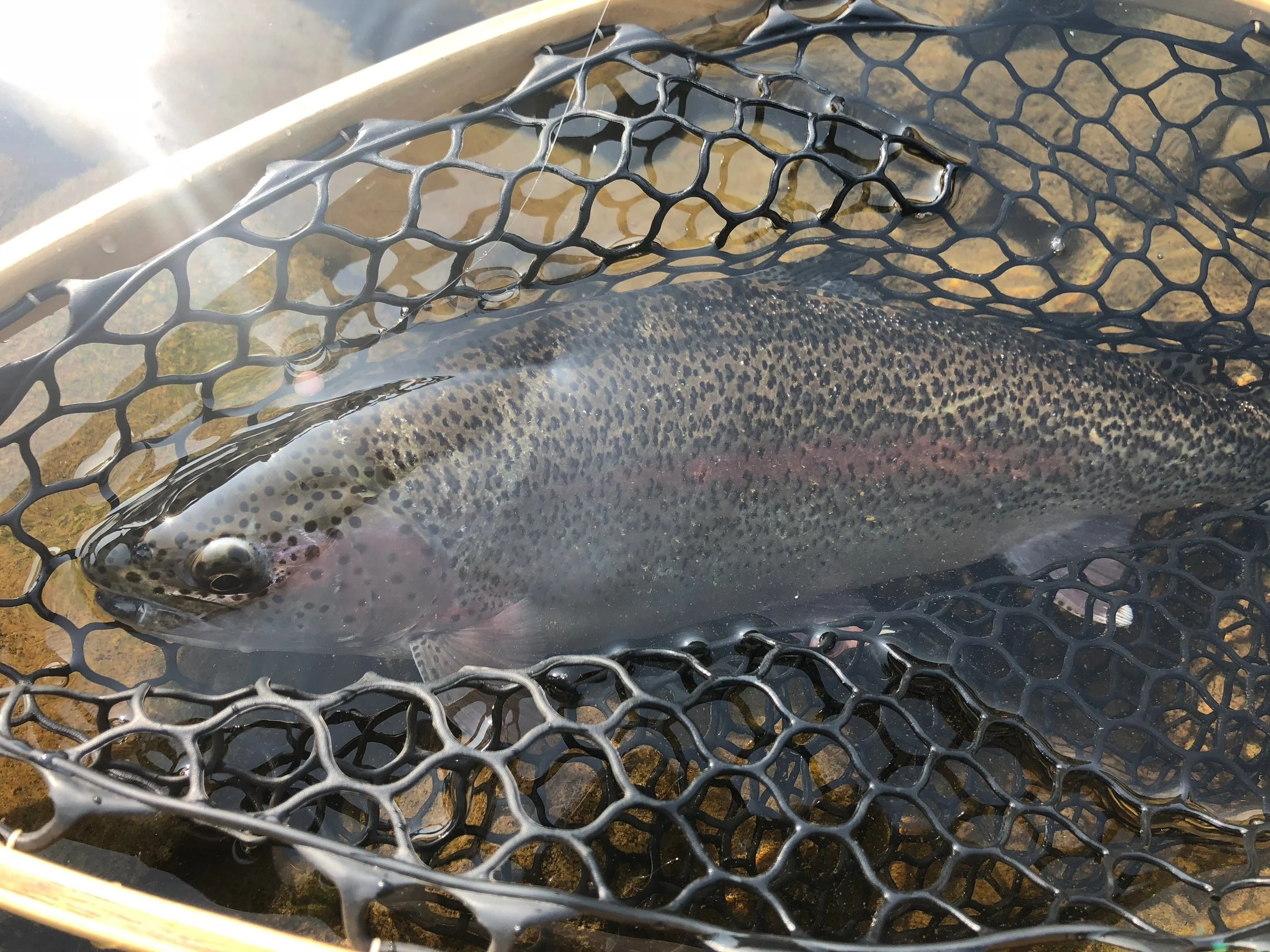 “Matching the hatch” with a bead to mimic salmon eggs led to this nice rainbow trout being brought to the net.