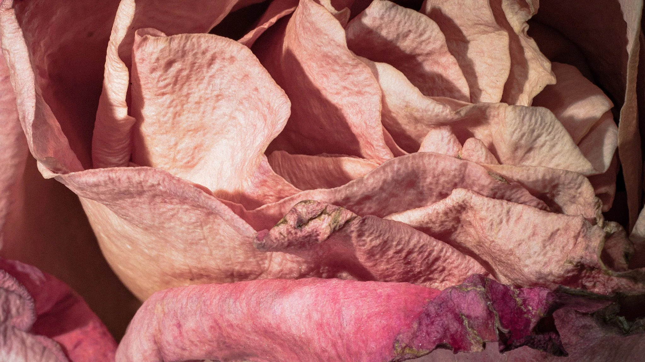 _2050003-DxO_DeepPRIME XD2s-2 copy.jpg