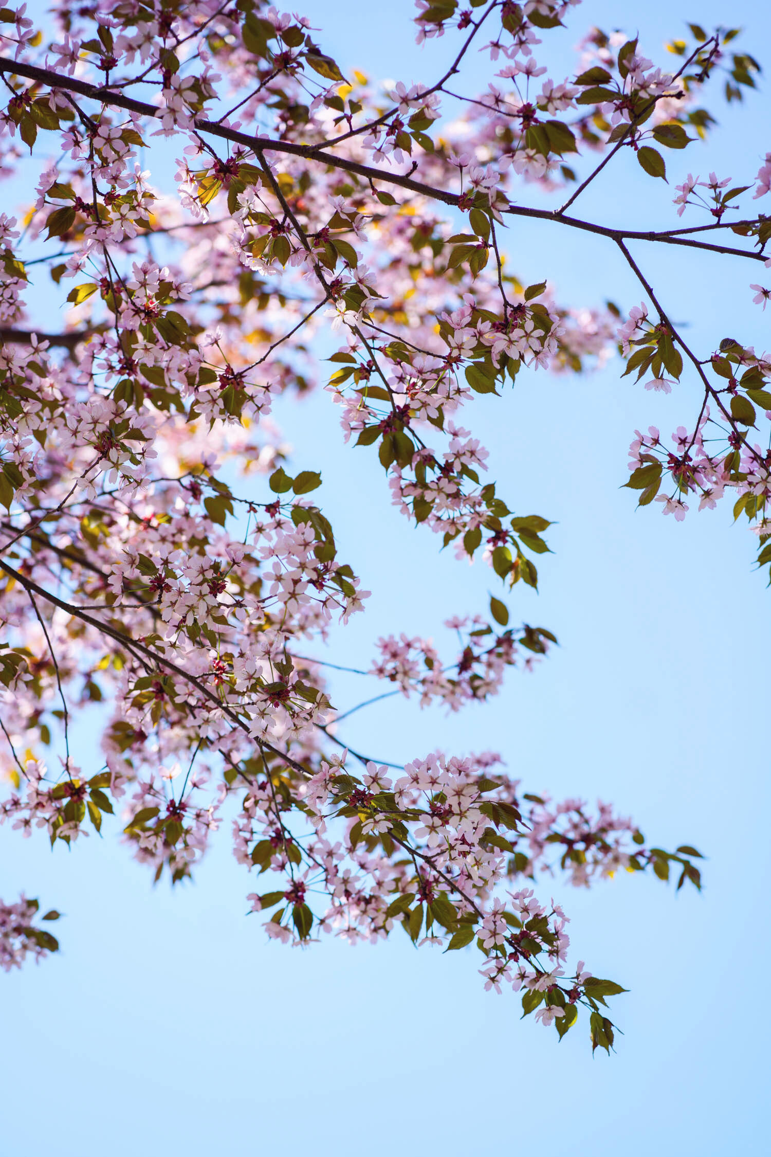 Lempinäkyni maailmassa: vaaleanpunaiset kirsikankukat sinistä taivasta vasten. Helsinki, toukokuu 2021.