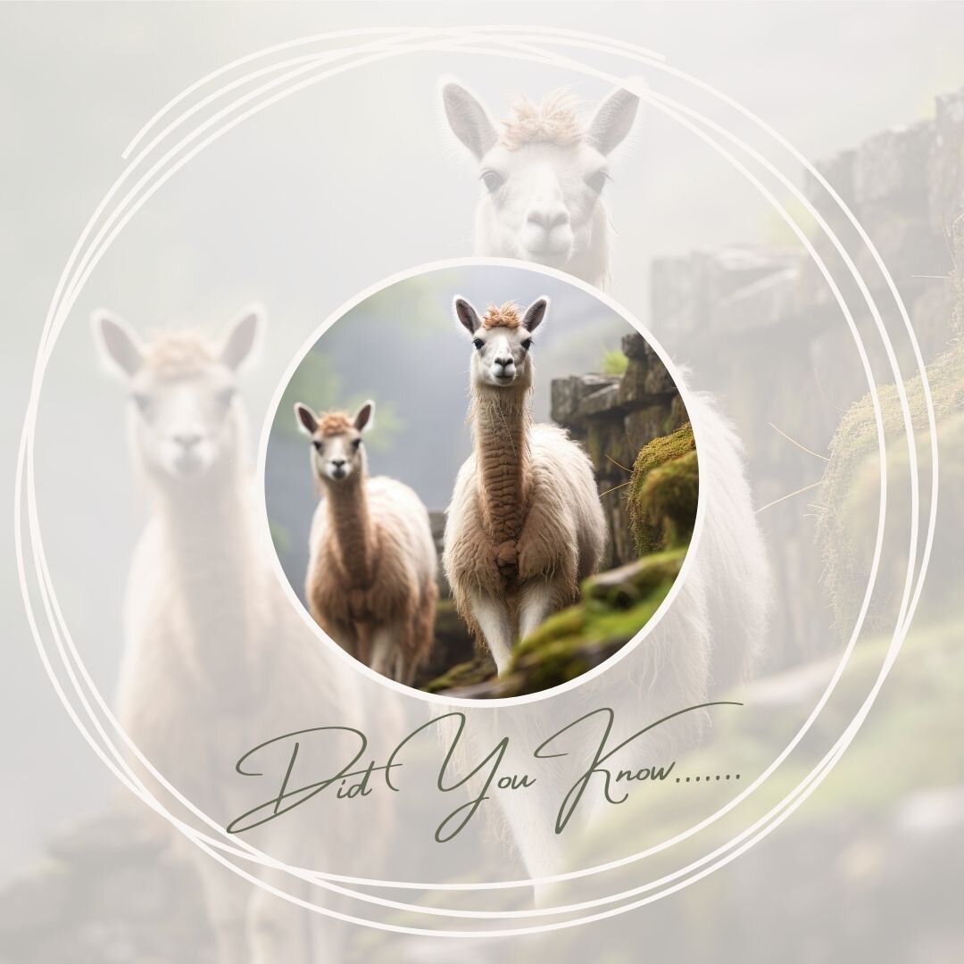 Did You Know.......
Peruvian Alpacas are ⬇️

✨Eco-Friendly: Alpacas do not uproot grass, consume less food and water thanks to their highly efficient three-stomach digestive system.
Soil Conservation: Their padded feet do not disturb topsoil, prevent