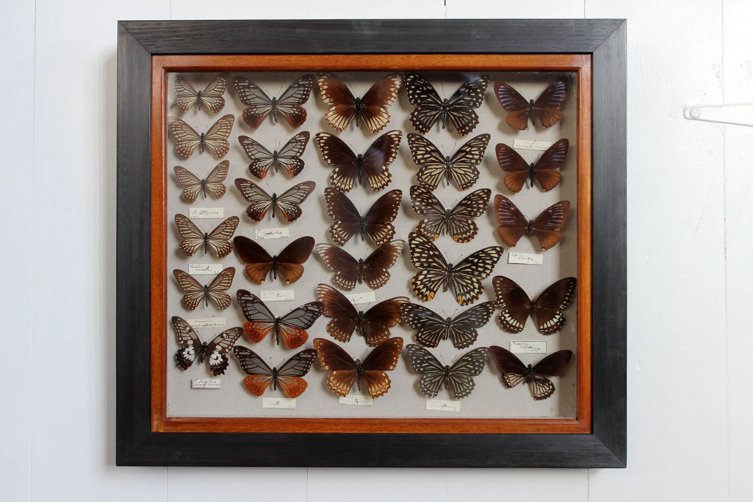 Framed-butterflies-entomology-display-3.jpg