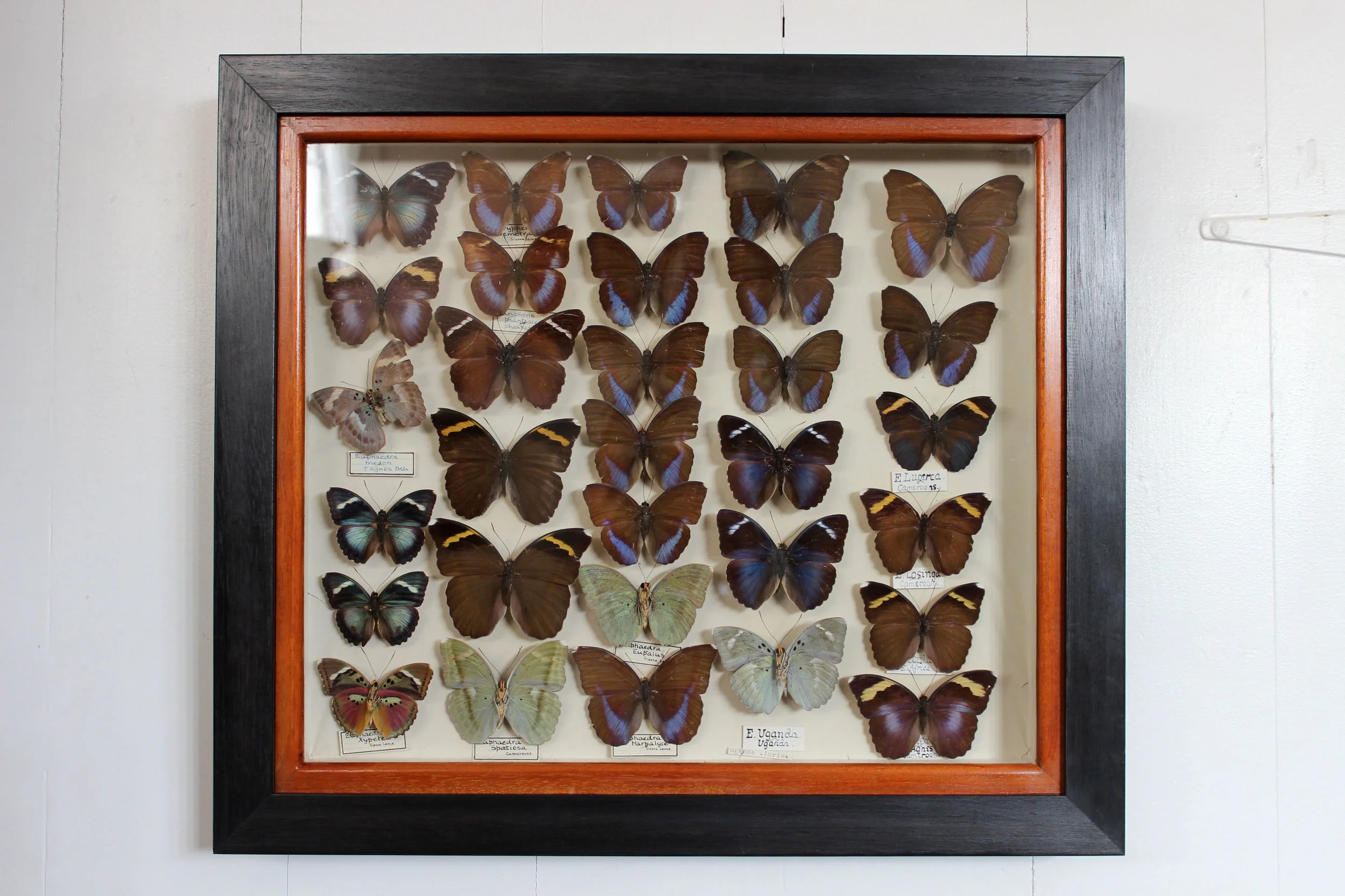 Framed-butterflies-entomology-display-6.jpg