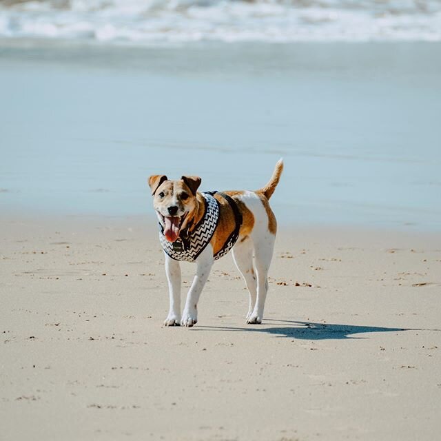 Happy (belated) Summer Solstice! This time last year we watched the sunrise and sunset on a beach in Portugal. This year was under the cloudy skies of London in my back garden. Both were with my bae, Dougie the dog. 💛🐶💛
*
*
*
*
*
*
*
*
#dogsonadve