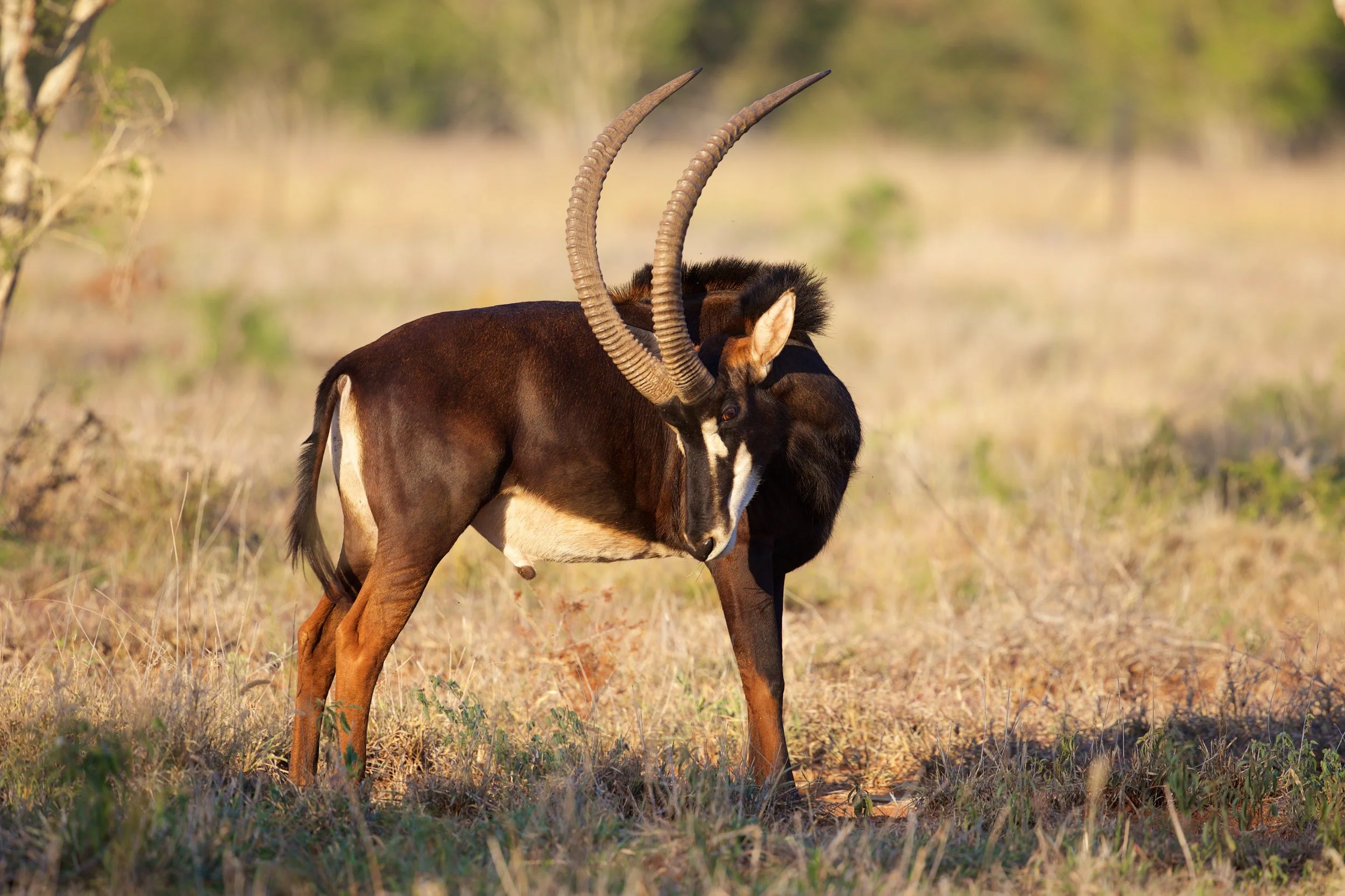 Game Farming In South Africa As A Force In Conservation – KRQOC