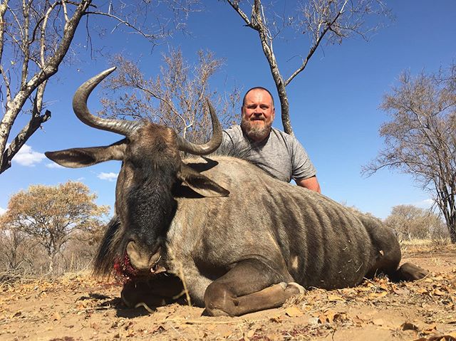 Two wildebeest cows hunted yesterday.