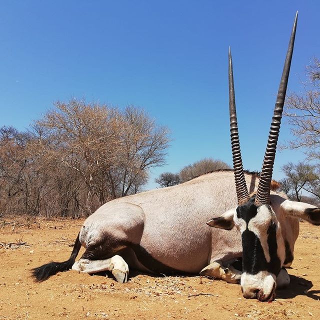 Lovely Oryx bull hunted last week at Lentegeur Wildlife.