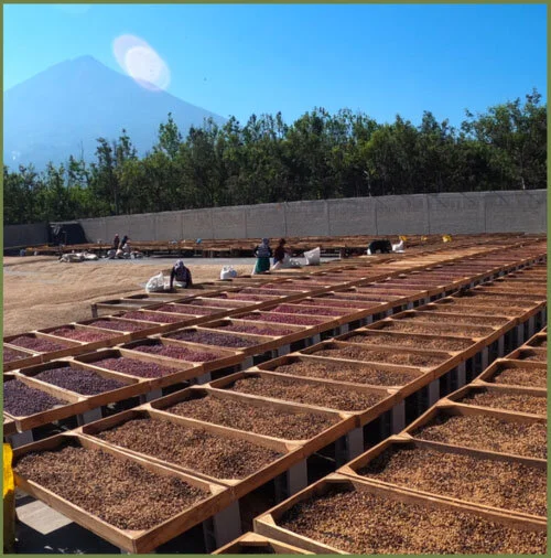 finca medina coffee