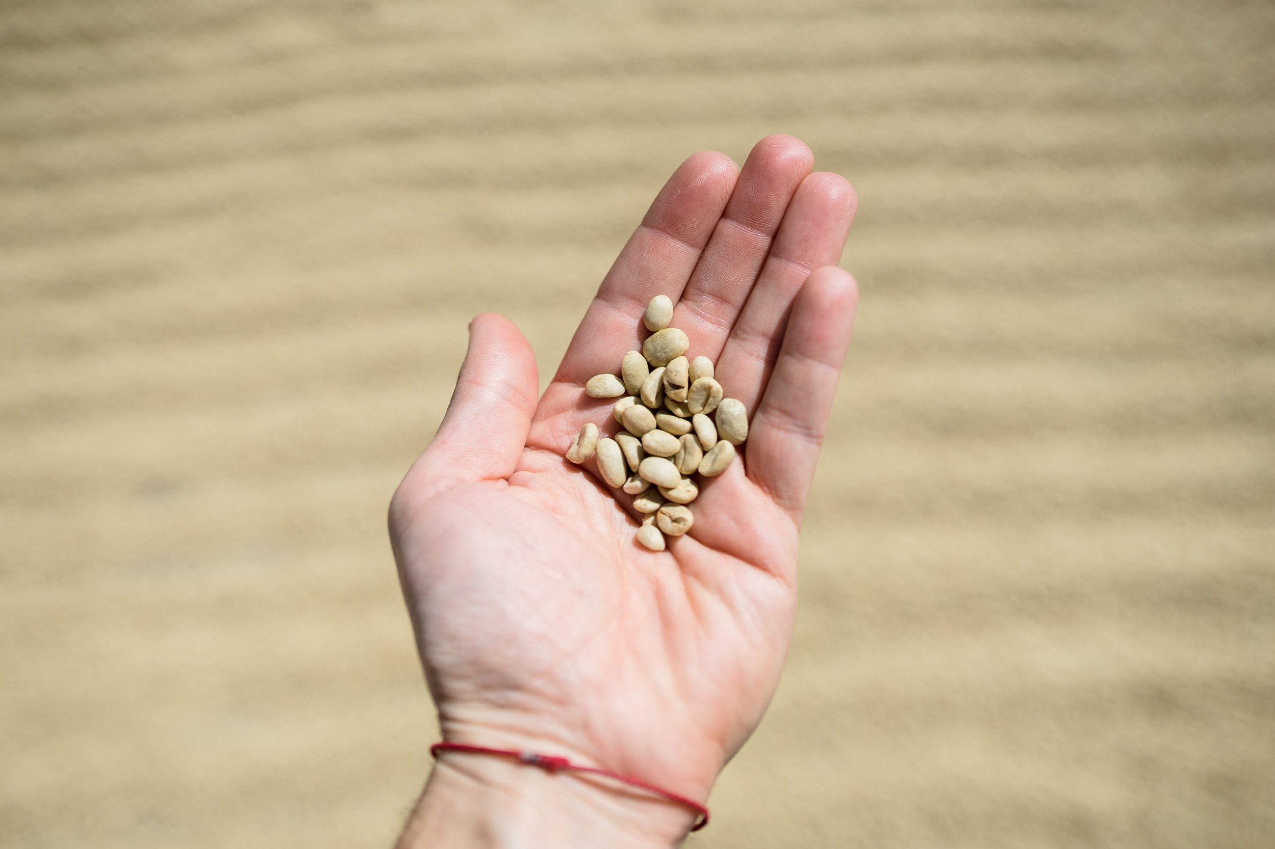  Washed coffees ready to be milled. 