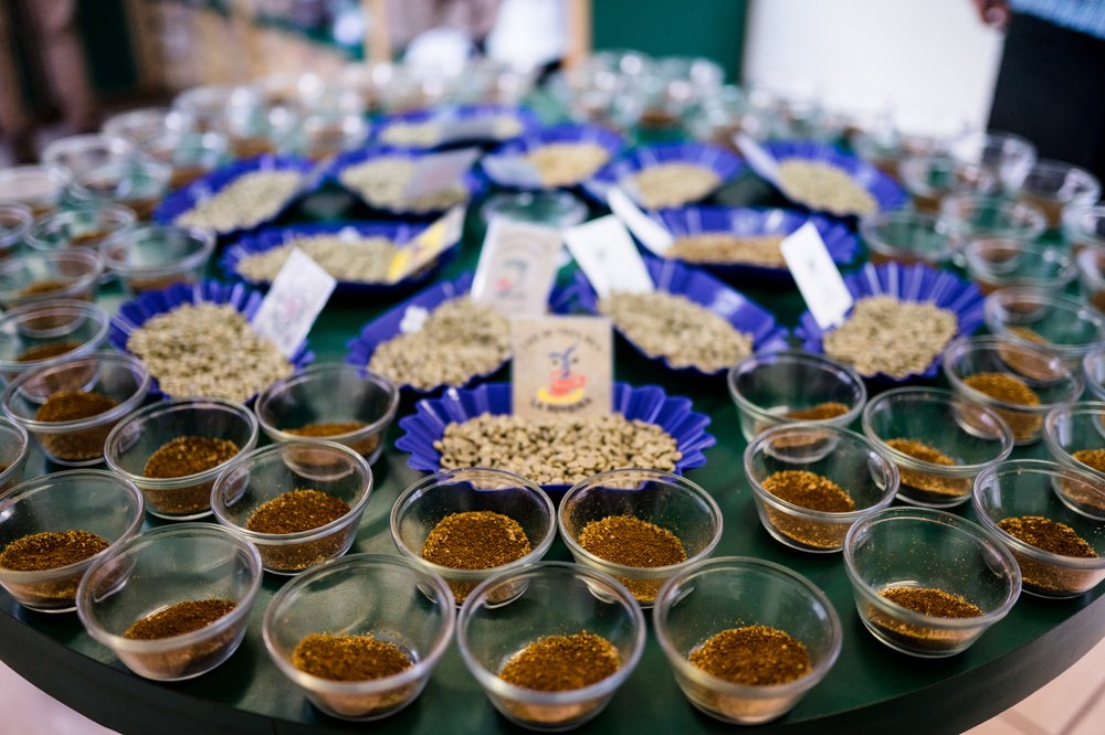  An amazing cupping table in the lab at La Minita. 