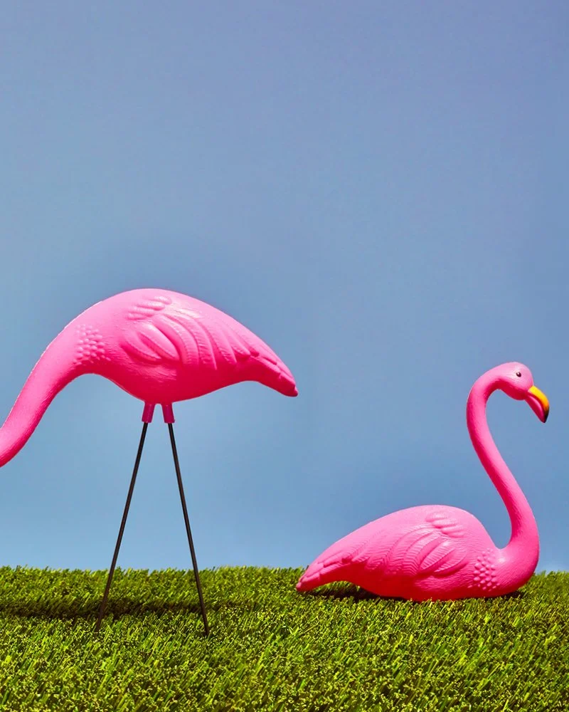 Flamingo3.jpg