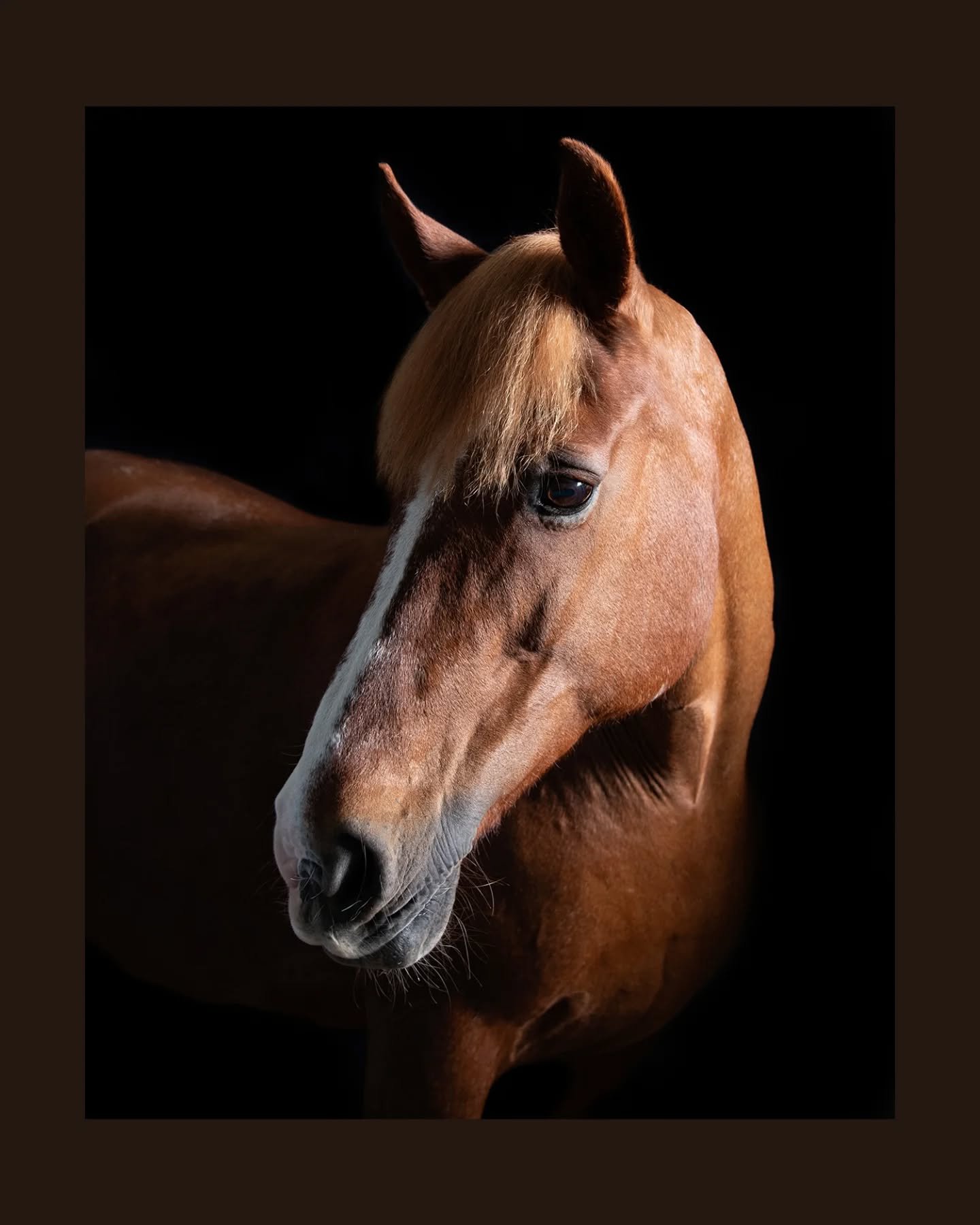 Same horse, two different looks. Britt was a star and do you prefer the darker, more moody portrait or the softer one? 

New equine photography website coming soon.

#equinephotography #HorseLovers #horsephotographer #equinephotographer #equinelife