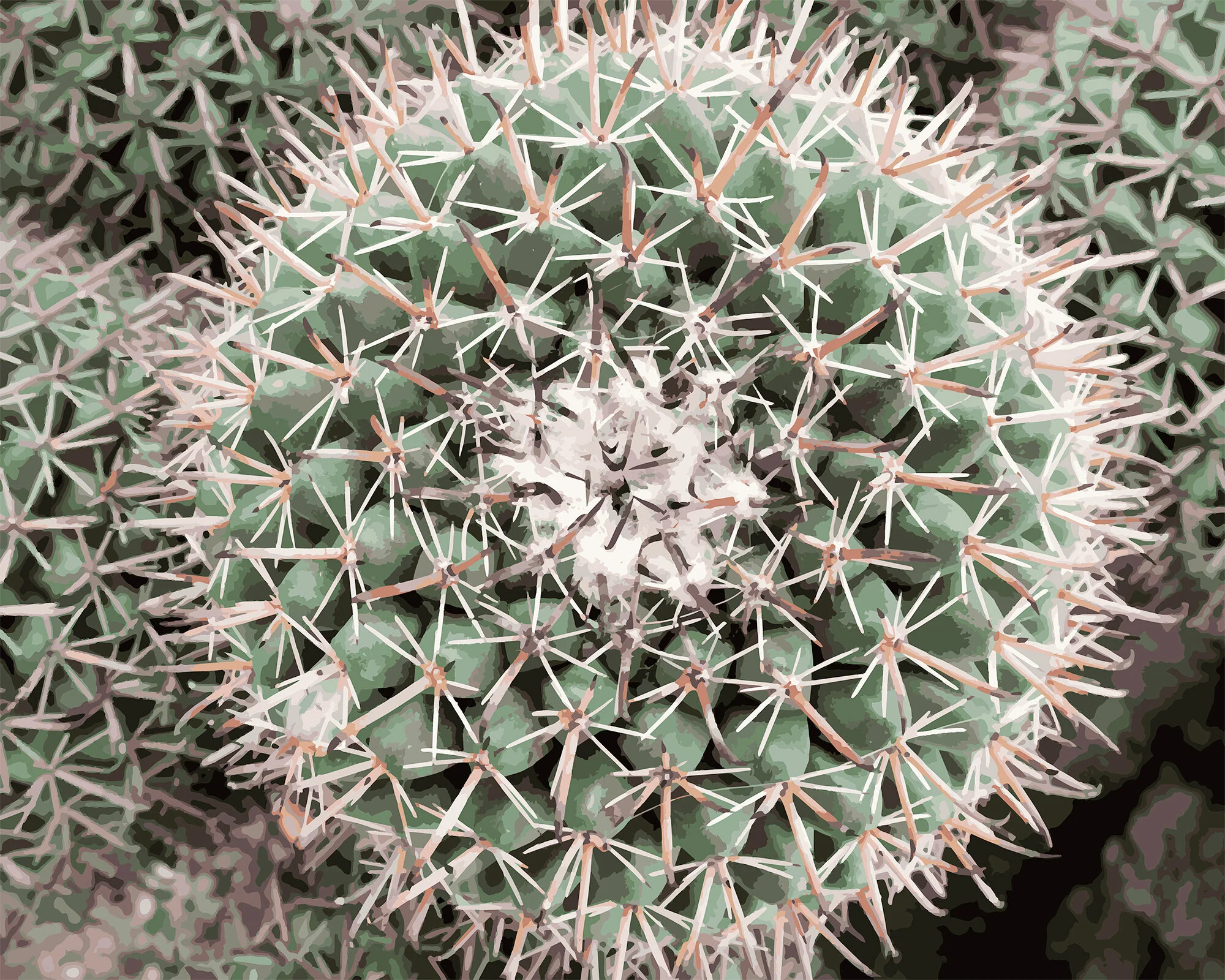 Cactus I.jpg