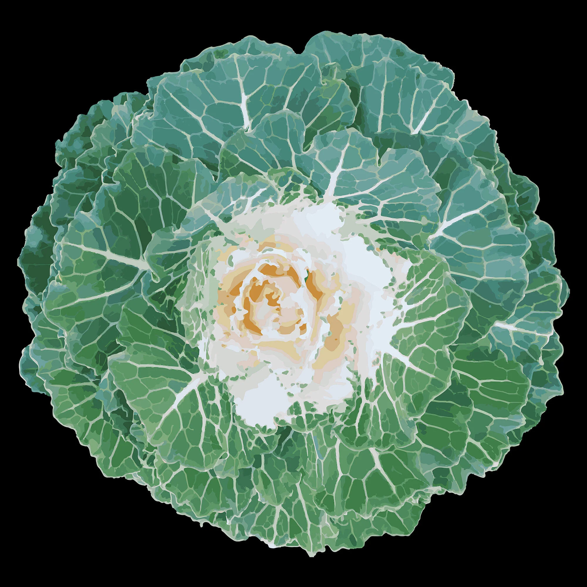 Cabbage I.jpg