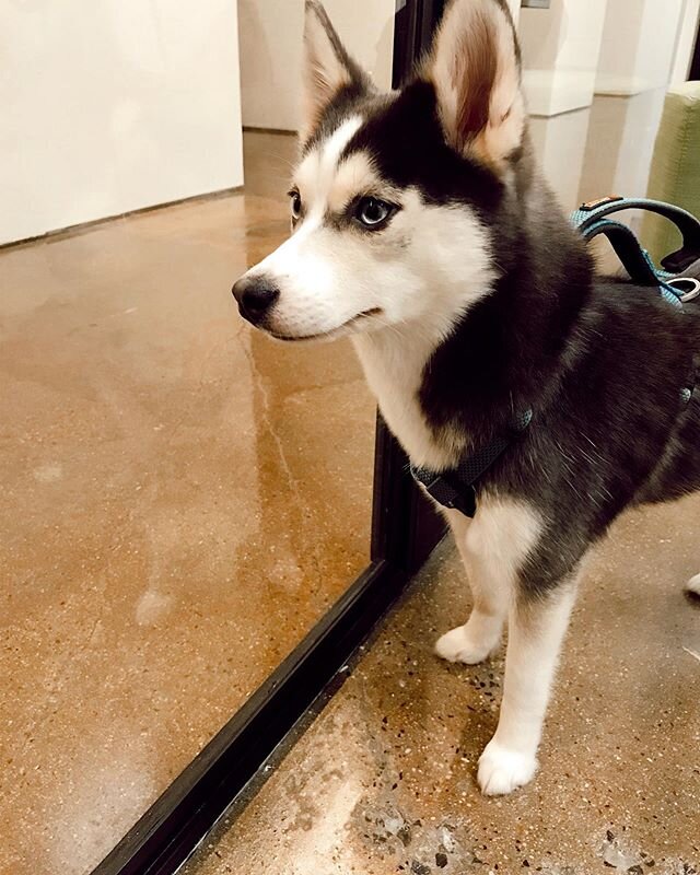 We&lsquo;be got some furry friends at the office today!! Meet Skadi and Bacote 🐕🐾 Check out more #pomskies from our sweet members, @the.pomsky.patch!! #officedog #pomskiesofinstagram #goldendoodle #coworking