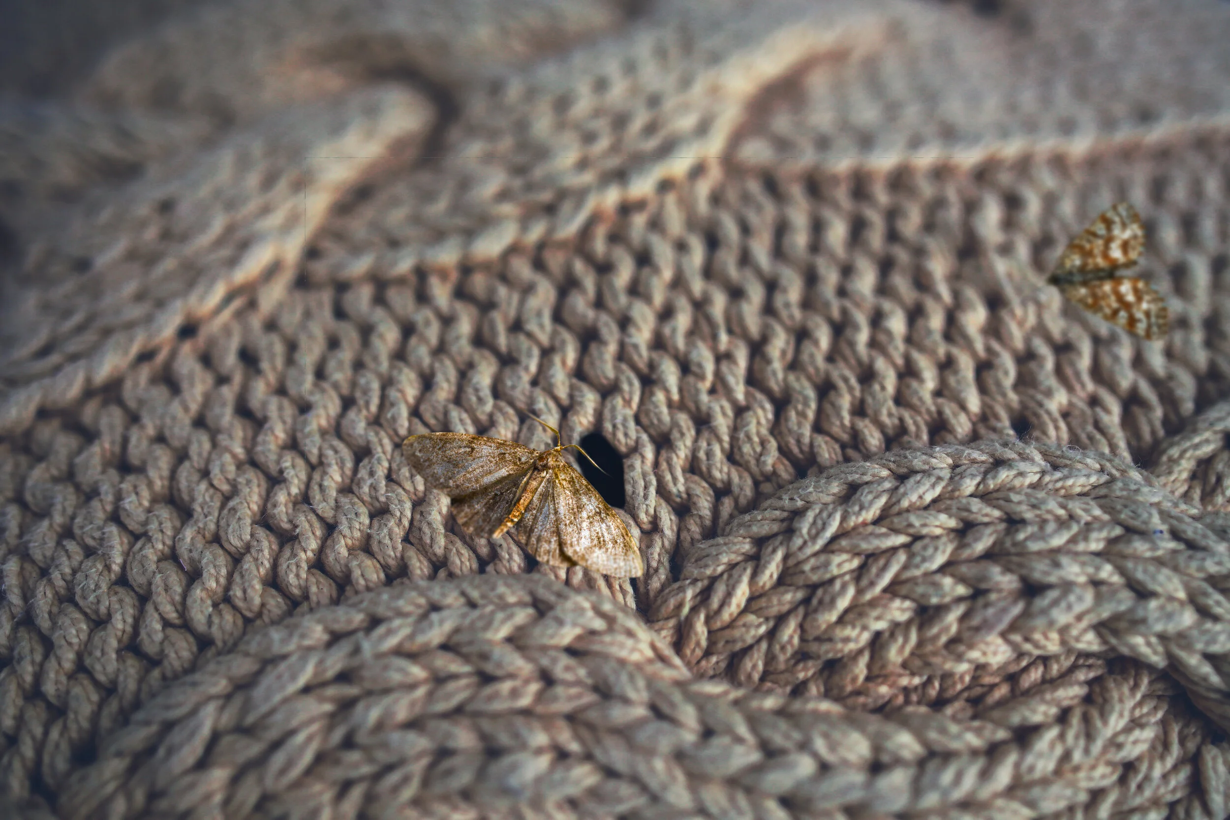 what’s in your closet? Preventing moth holes