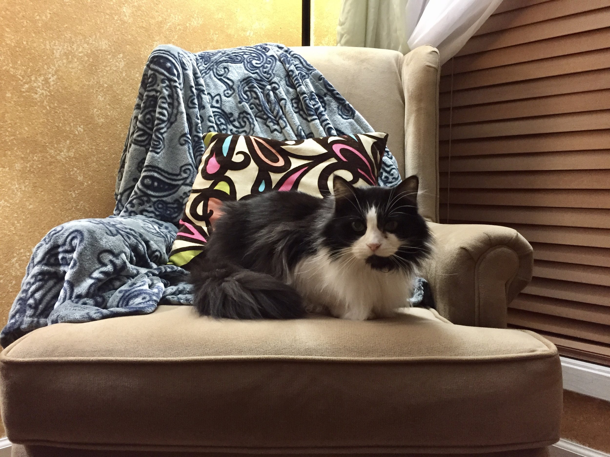 Valerie cat.jpeg