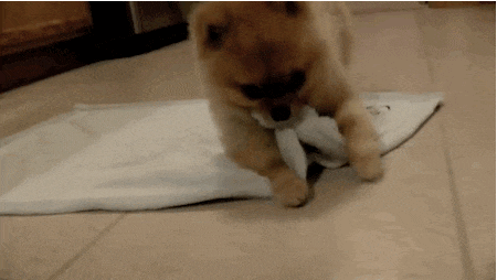 giphy-2.gif
