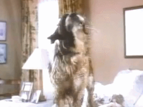 79: Paw and Orderliness