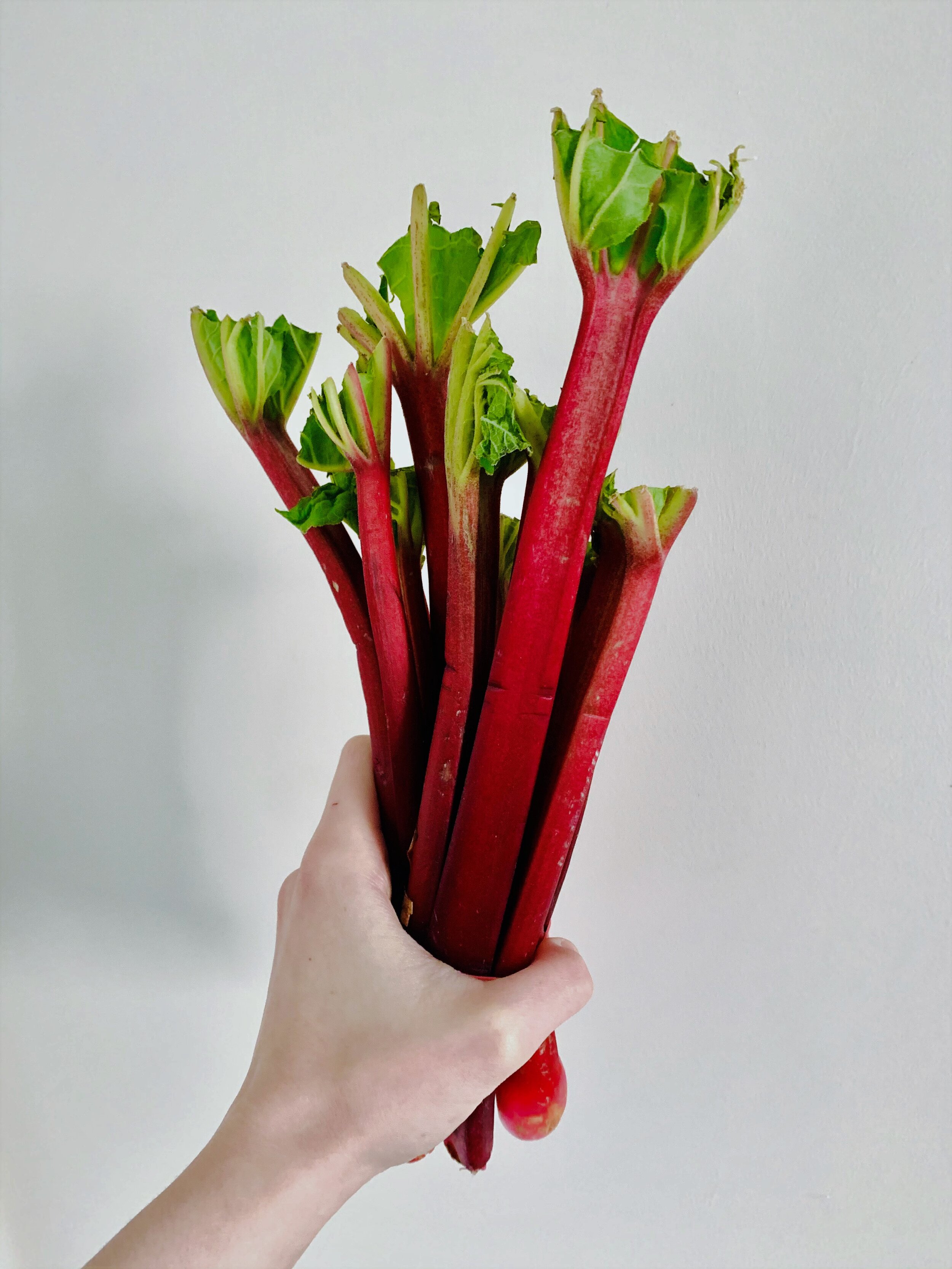 Seasonal Spotlight: Rhubarb! — Nourish