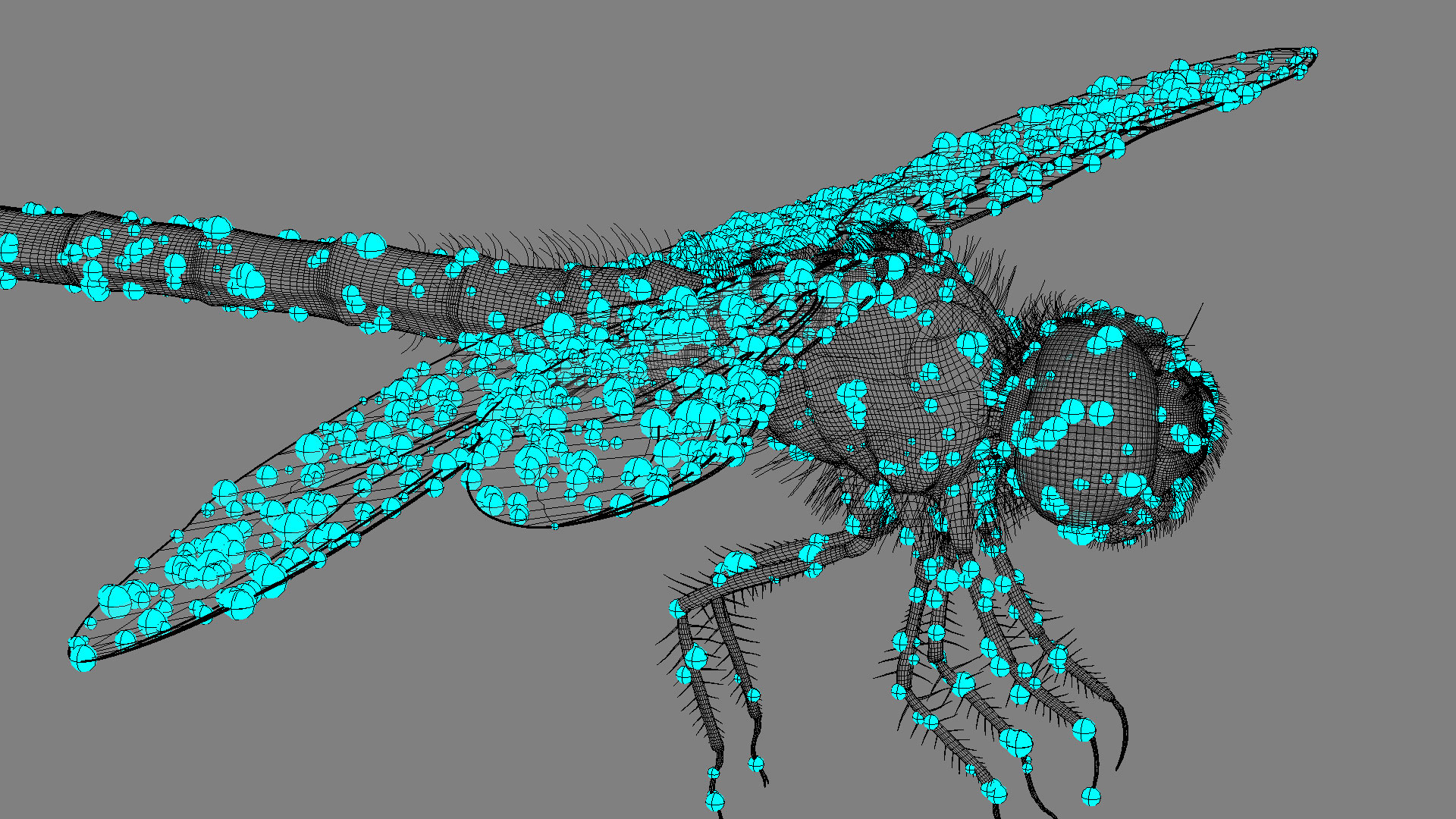 Dragonfly-Wireframe-01.jpg