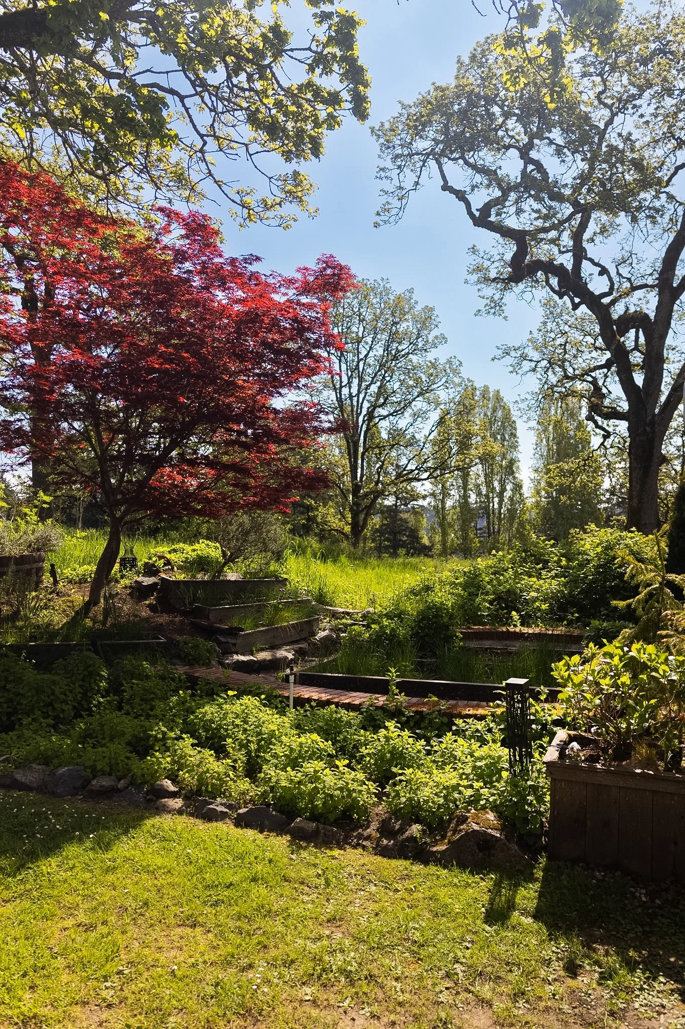 A lush garden with green grass, plants, a path, and trees with bright sunlight and clear blue sky.