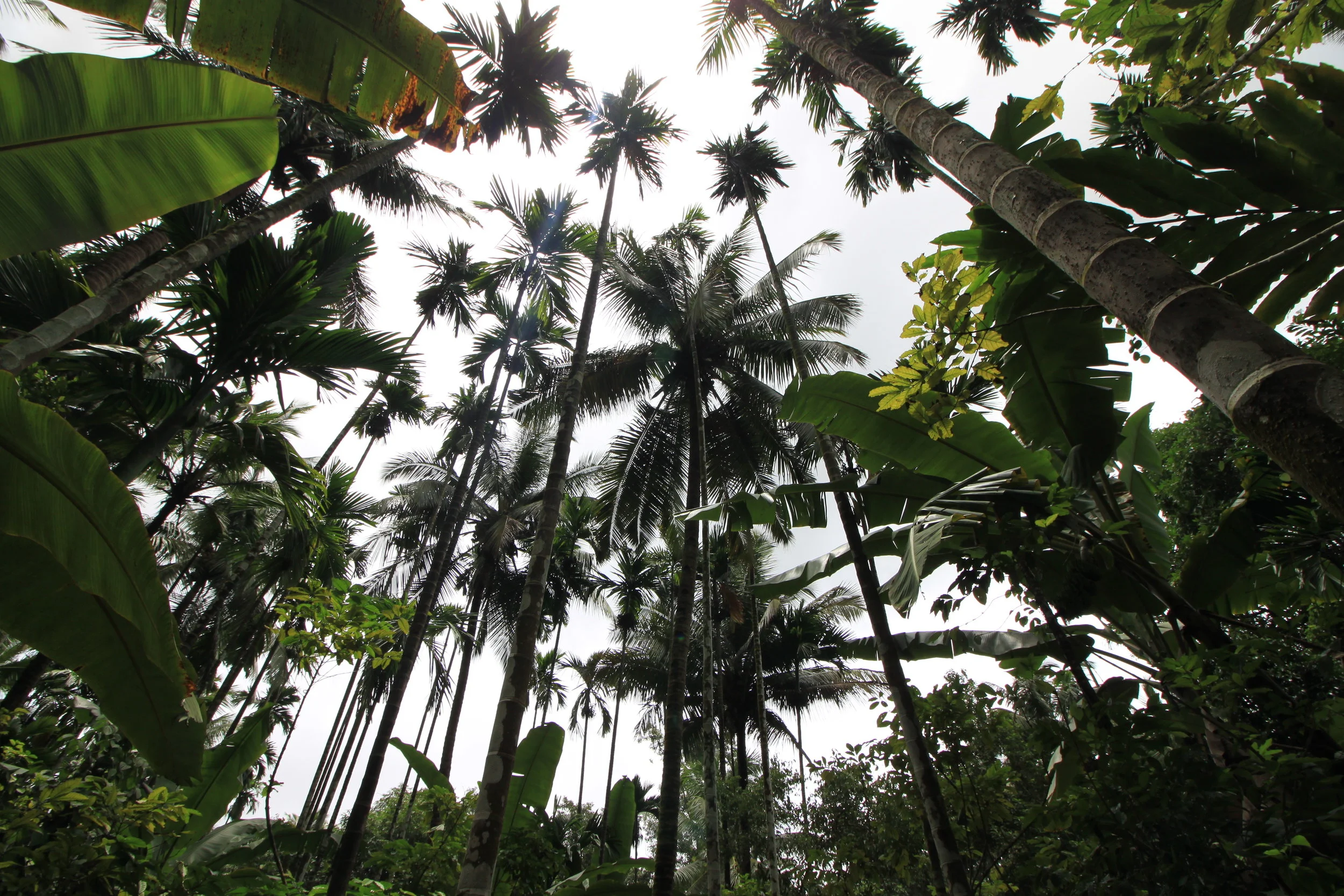 Spice Plantation (NPJ)
