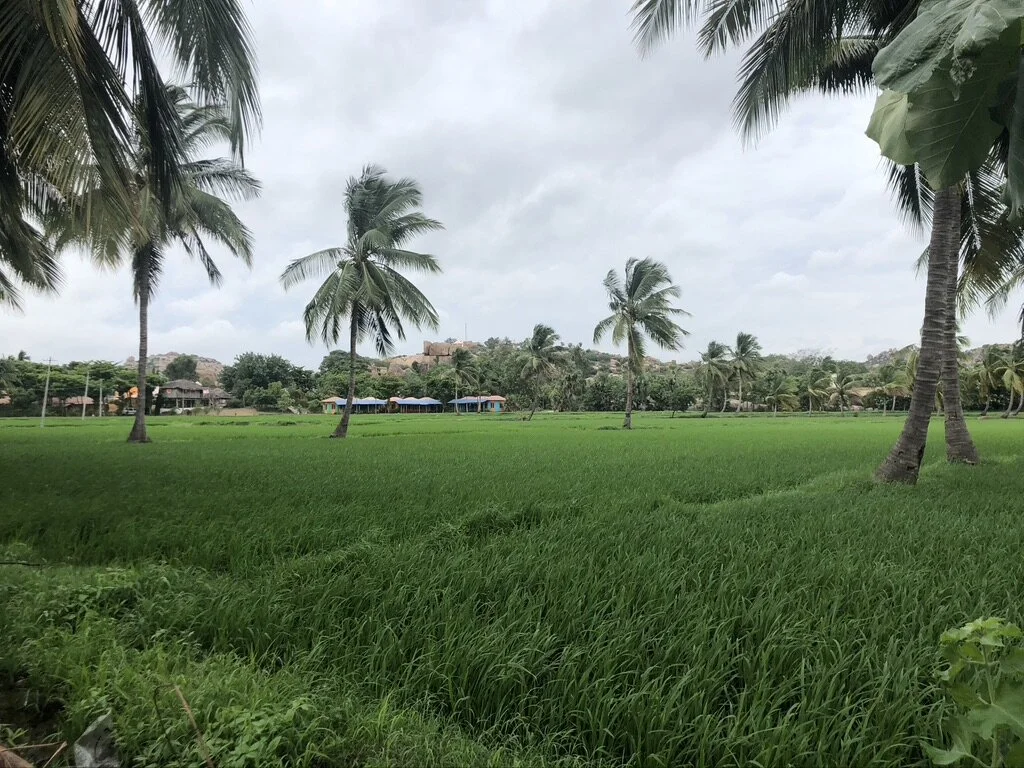 Hippie Island I (NPJ)