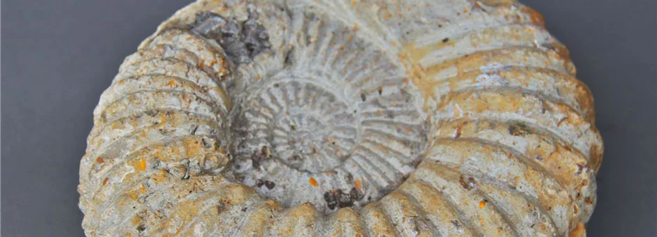 3D Printing Fossils