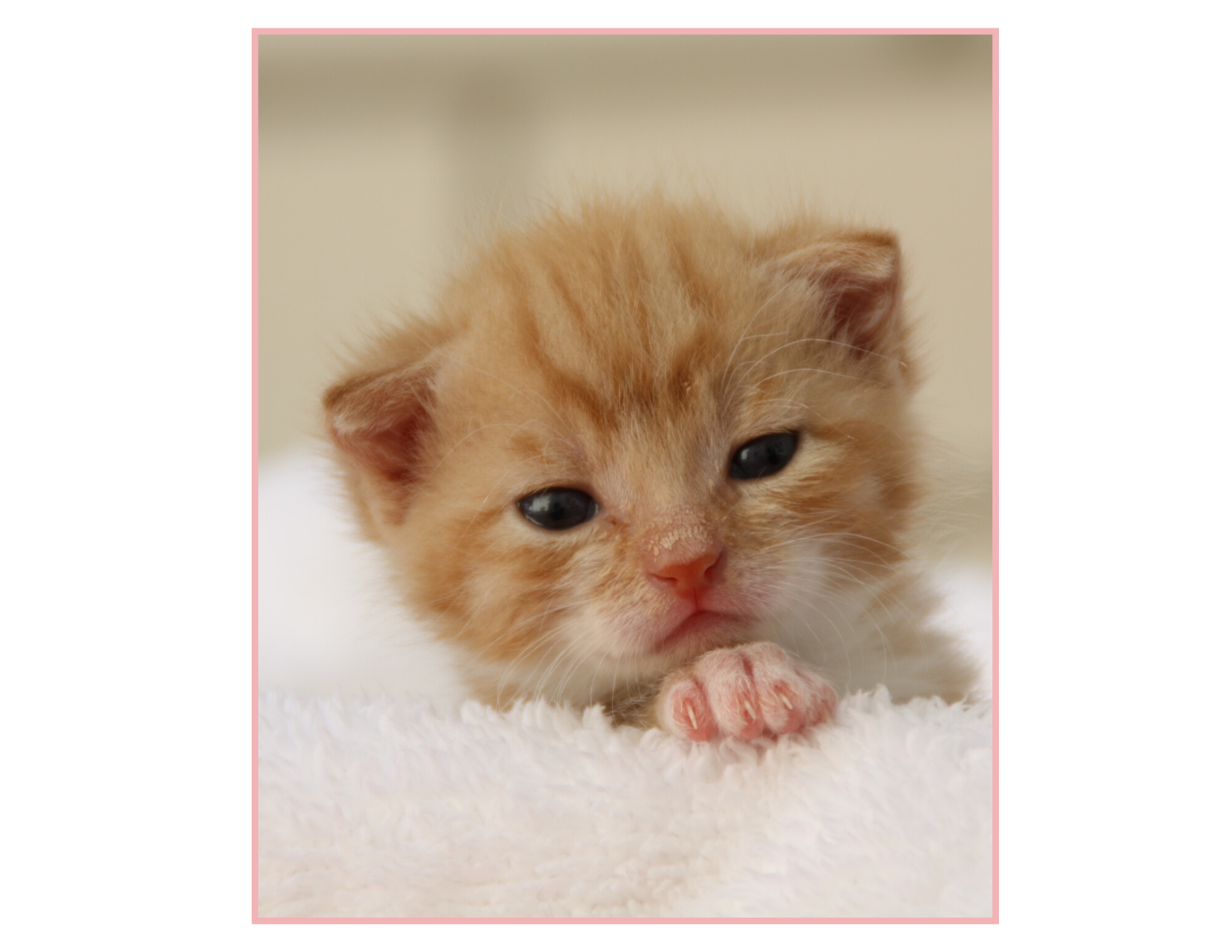 KITTEN NURSERY — Kittens and Barbells