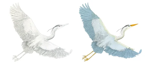 page 22-23 silo herons.jpg