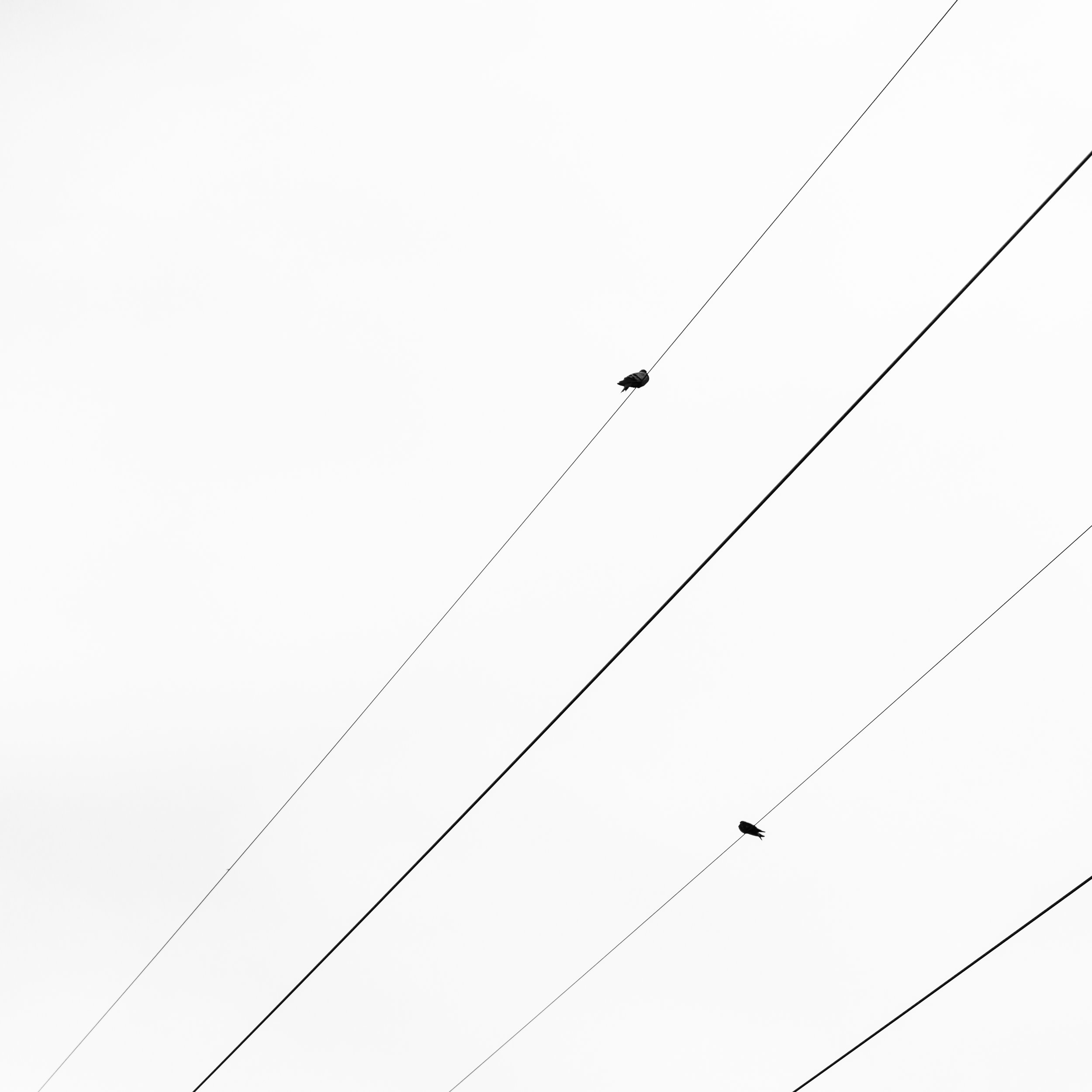   4 Wires, 2 Birds  2018     