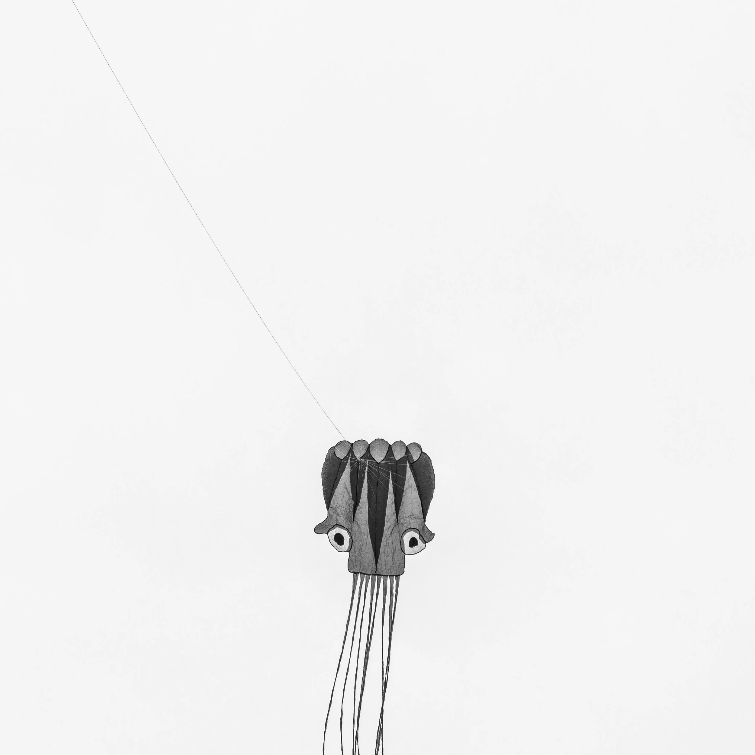 Octopus in the Sky 2019