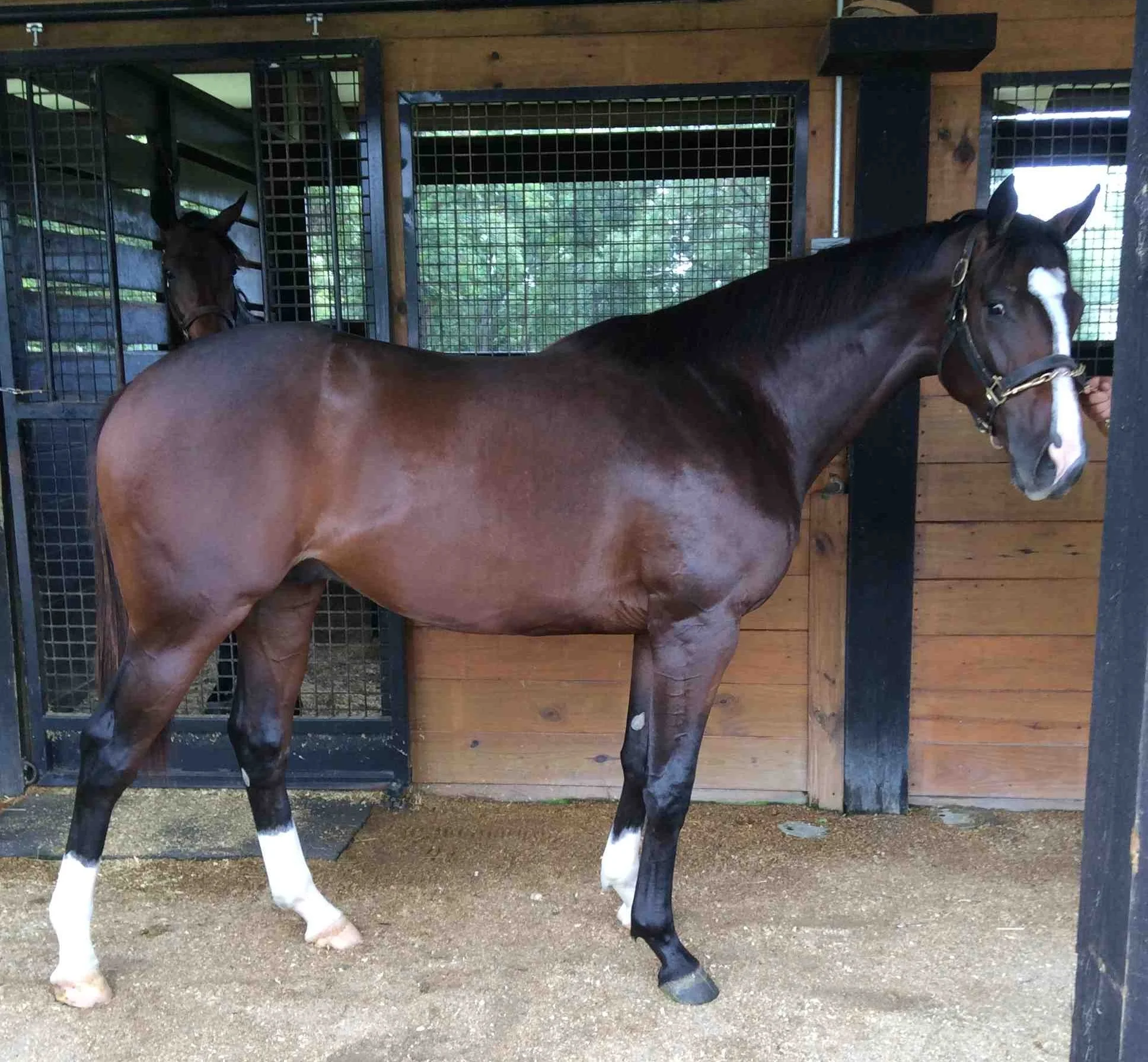 Breeders Sales Company of Louisiana yearling sales topper was our colt by Yankee Gentleman out of Highest Class. Highest Gentleman was sold to P Dale Ladner. Thank you to Select Sales, Agent for Coteau Grove Farms and to our whole team at Coteau Grove Farms, for a job well done.
