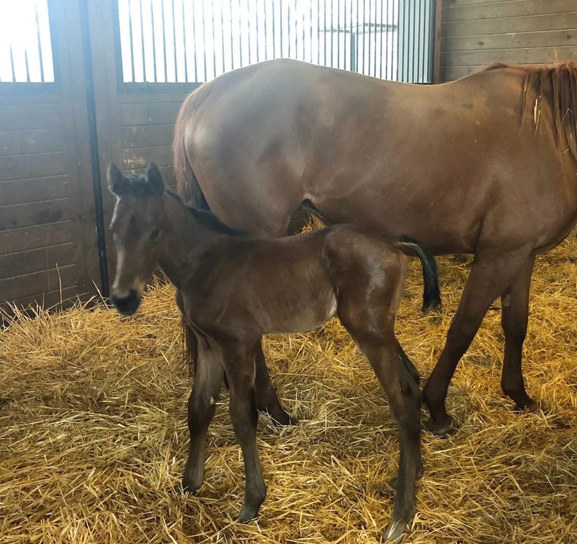 Touch Magic Colt '19